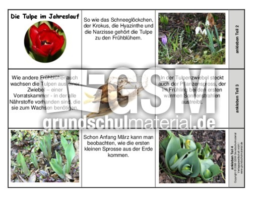 Leporello-Tulpe-im-Jahreslauf.pdf